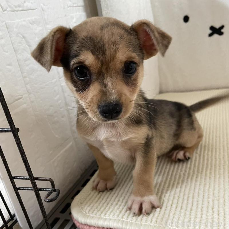 販売中の埼玉県のミックス犬-402676