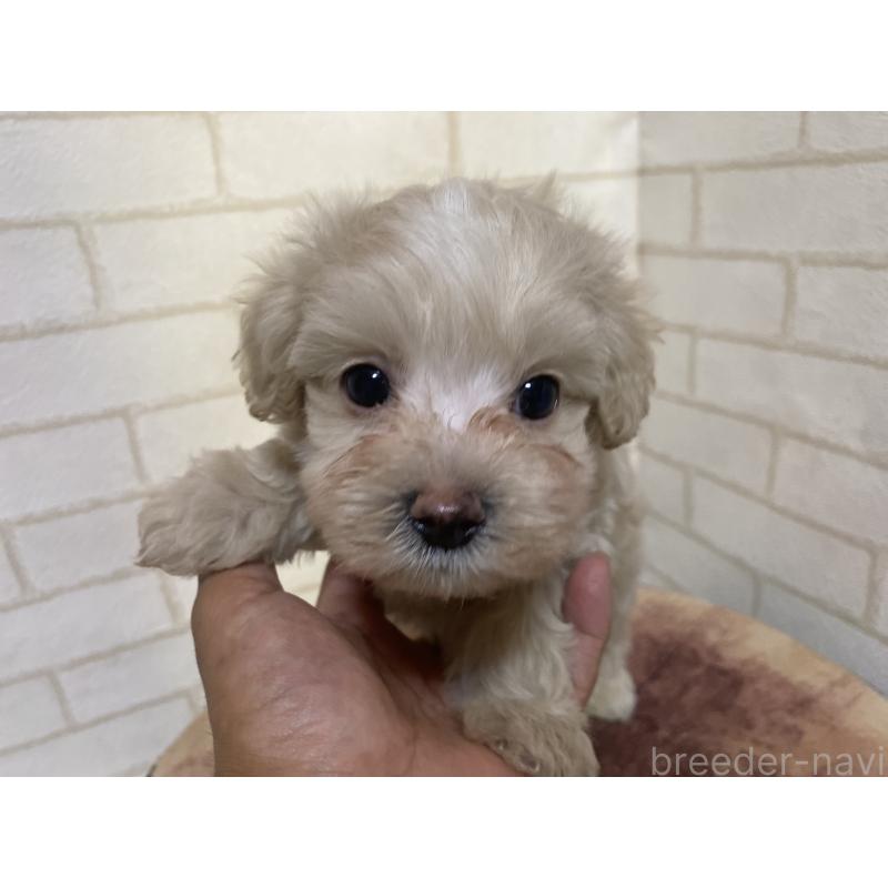 成約済の埼玉県のマルプー:マルチーズ×トイプードル-400866の3枚目