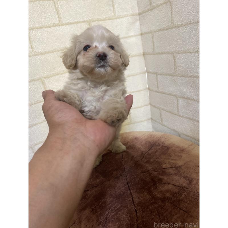 成約済の埼玉県のマルプー:マルチーズ×トイプードル-400866の2枚目