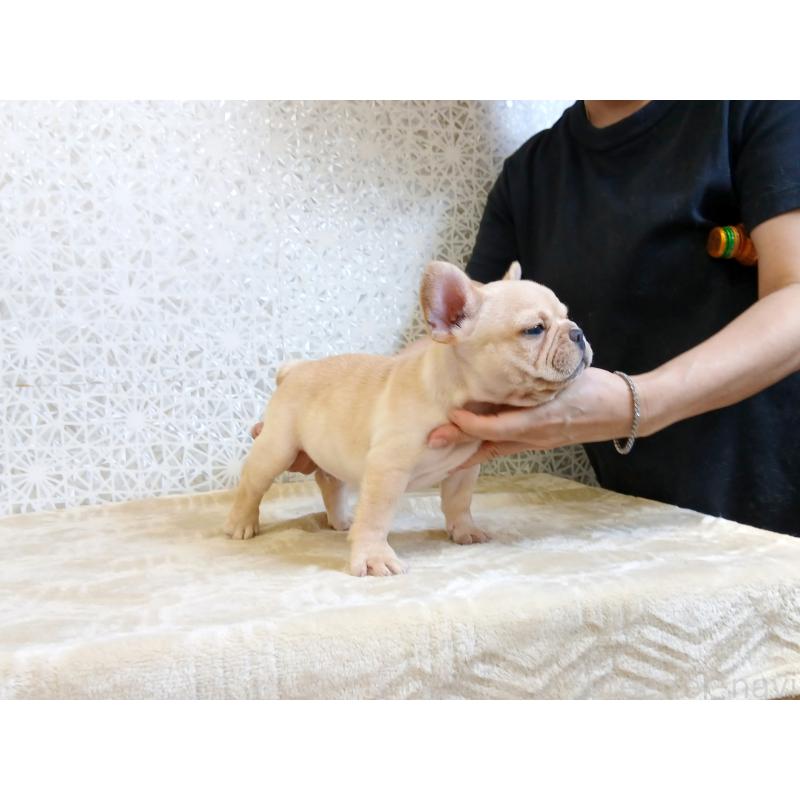 販売中の東京都のフレンチブルドッグ-402687の5枚目