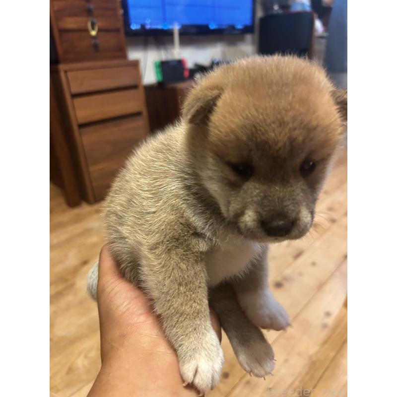 販売中の滋賀県の柴犬-402696の6枚目