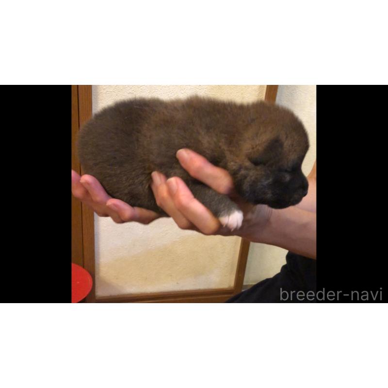 販売中の山口県の柴犬-402699の5枚目