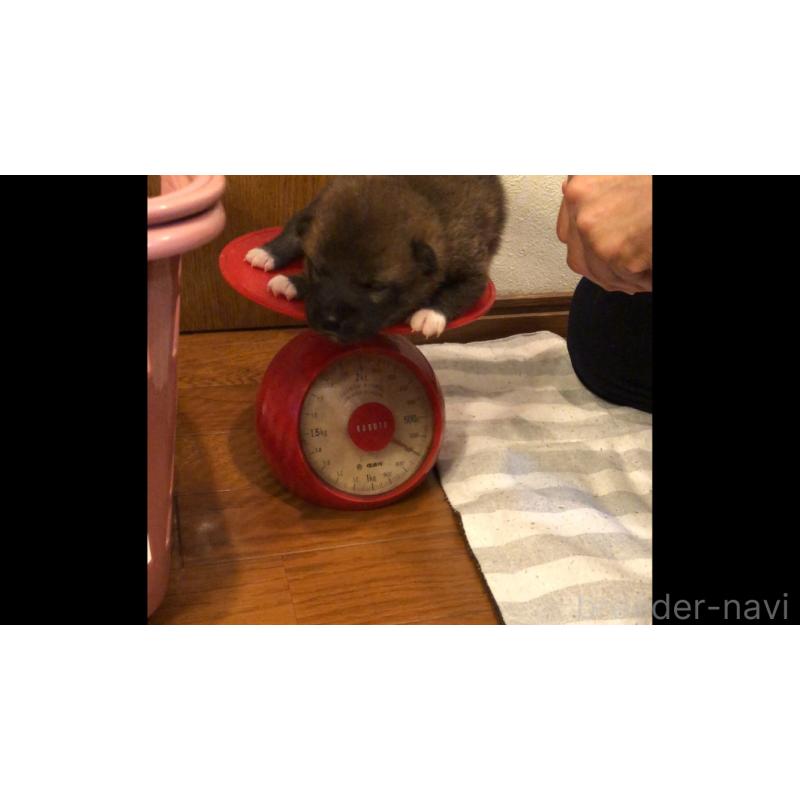 販売中の山口県の柴犬-402699の2枚目