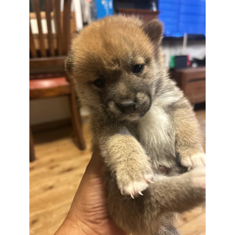 販売中の滋賀県の柴犬-402698の7枚目