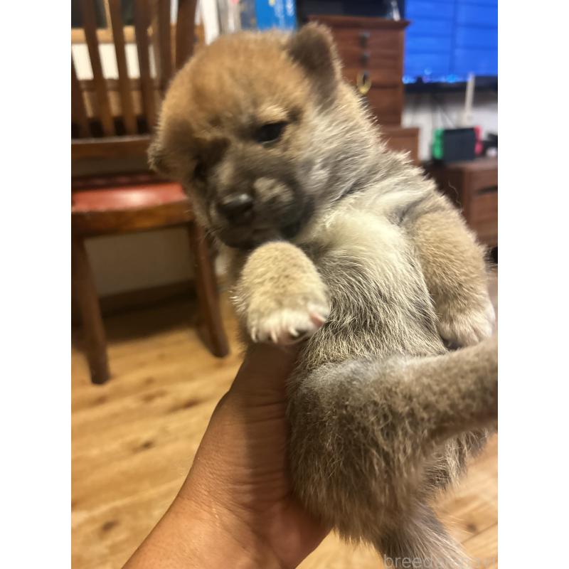 販売中の滋賀県の柴犬-402698の6枚目