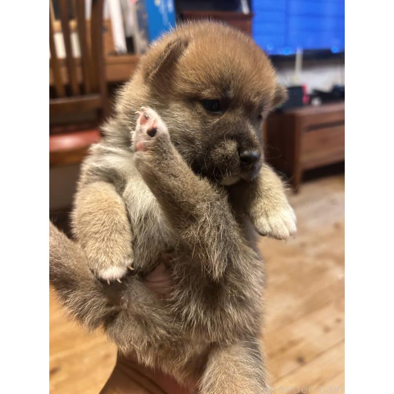 販売中の滋賀県の柴犬-402698の5枚目