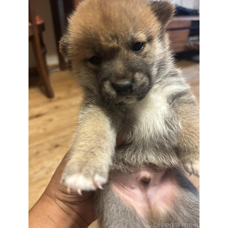 販売中の滋賀県の柴犬-402698の4枚目