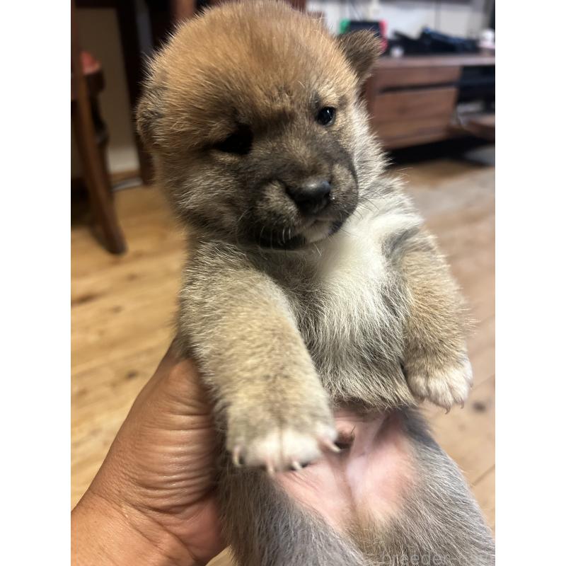 販売中の滋賀県の柴犬-402698の3枚目