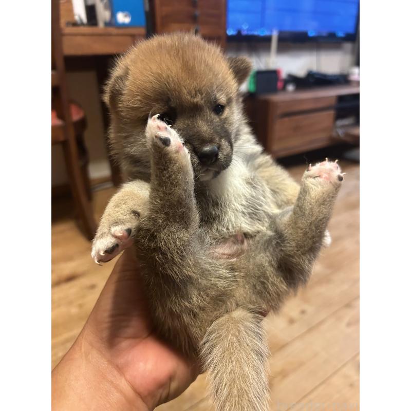 販売中の滋賀県の柴犬-402698の2枚目
