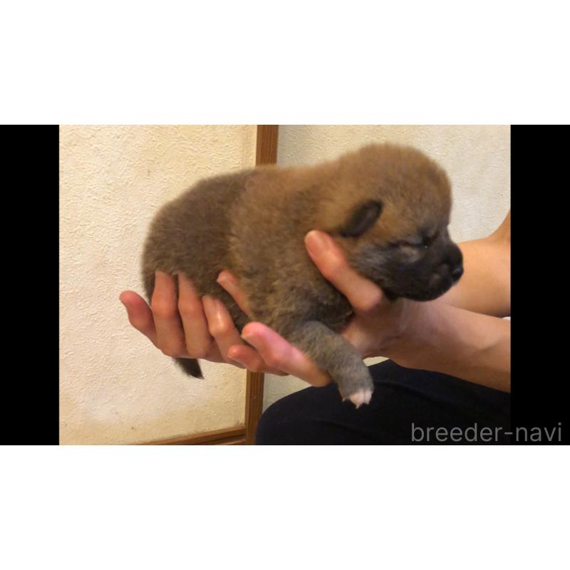 販売中の山口県の柴犬-402700の5枚目