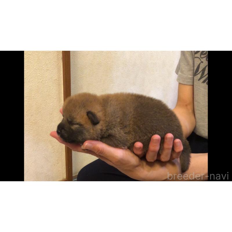 販売中の山口県の柴犬-402700の4枚目