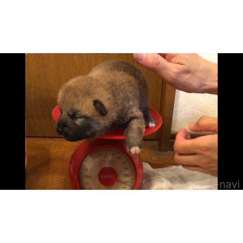 販売中の山口県の柴犬-402700の3枚目