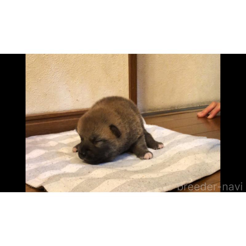 販売中の山口県の柴犬-402700の2枚目