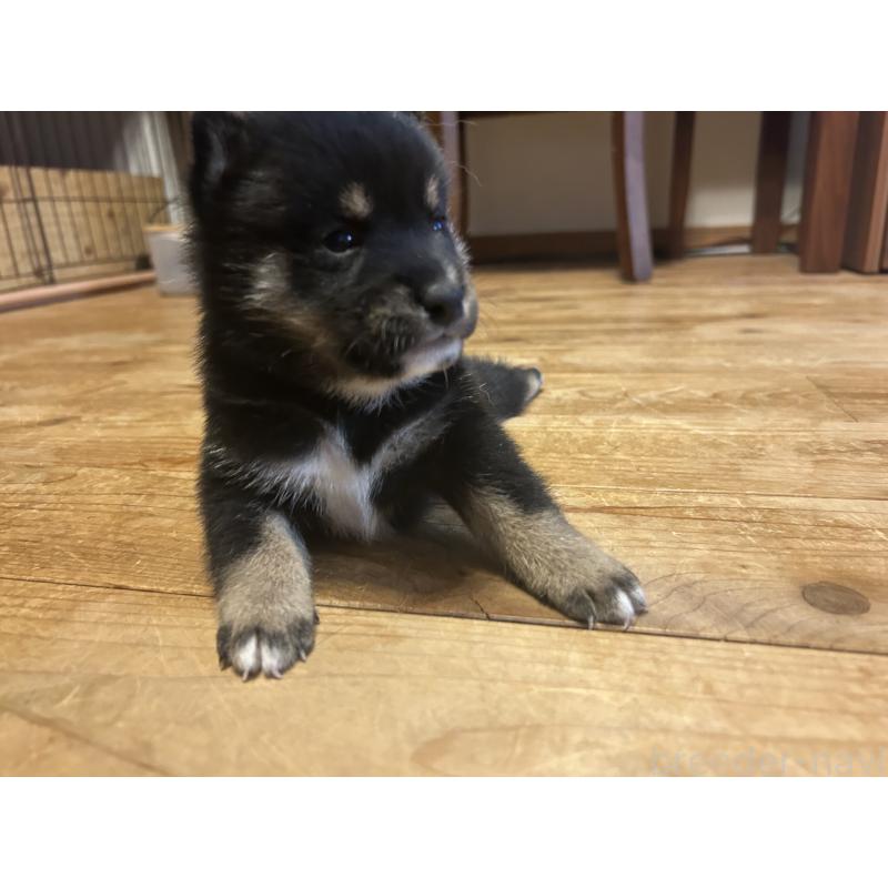 販売中の滋賀県の柴犬-402701の7枚目