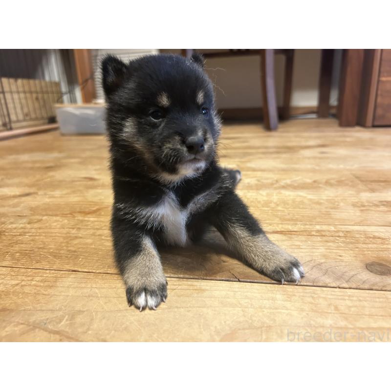 販売中の滋賀県の柴犬-402701の6枚目