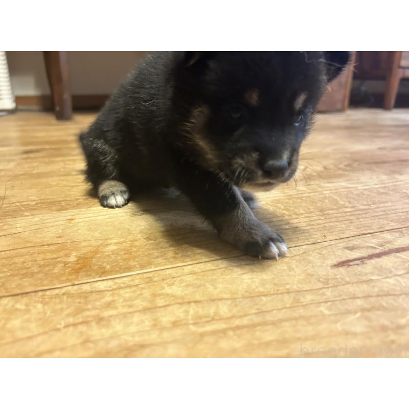 販売中の滋賀県の柴犬-402701の5枚目