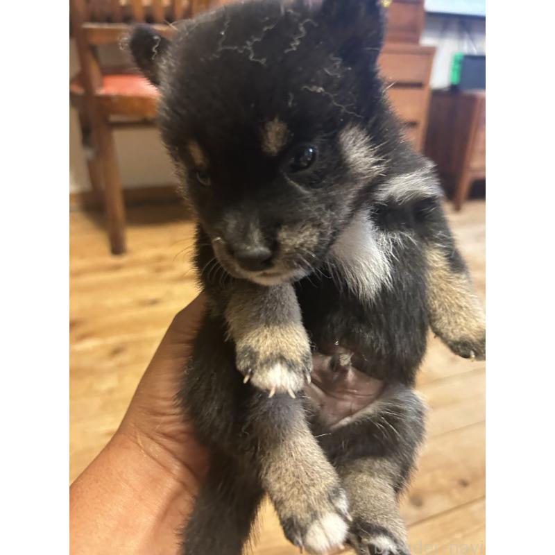 販売中の滋賀県の柴犬-402701の3枚目