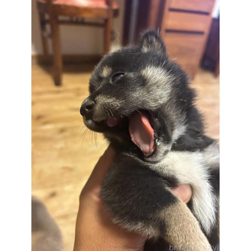 販売中の滋賀県の柴犬-402701の2枚目