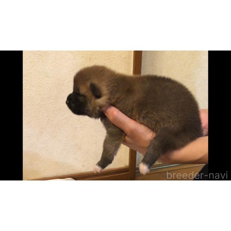 販売中の山口県の柴犬-402702の5枚目