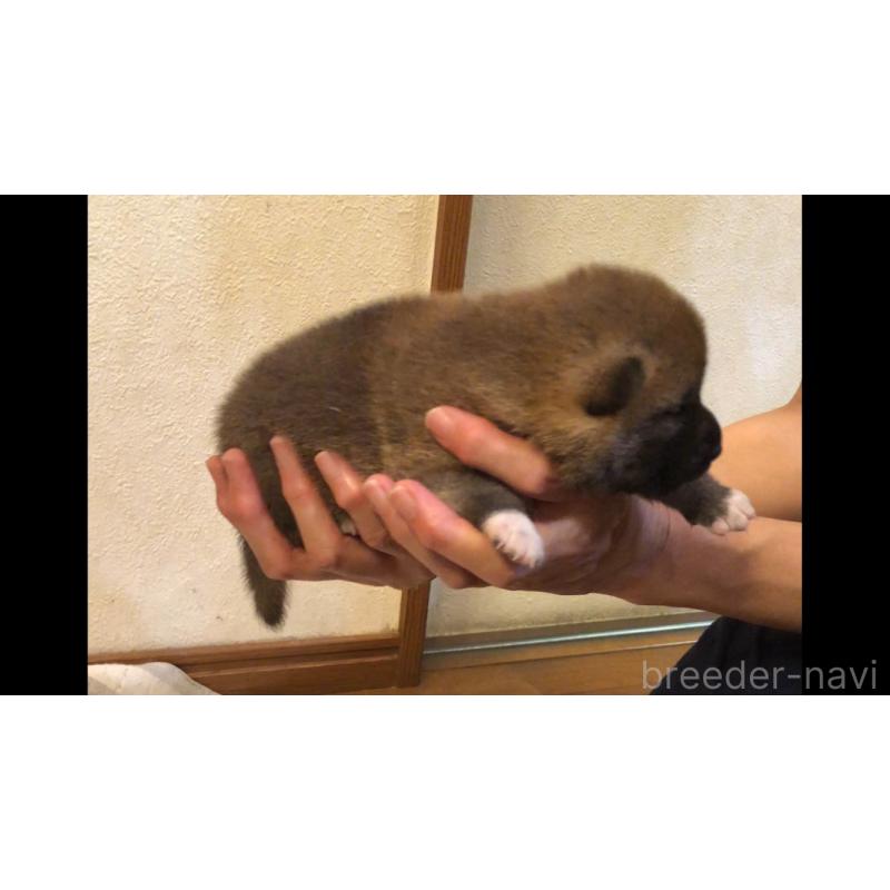販売中の山口県の柴犬-402702の4枚目