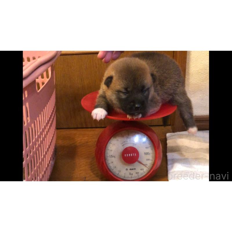 販売中の山口県の柴犬-402702の3枚目