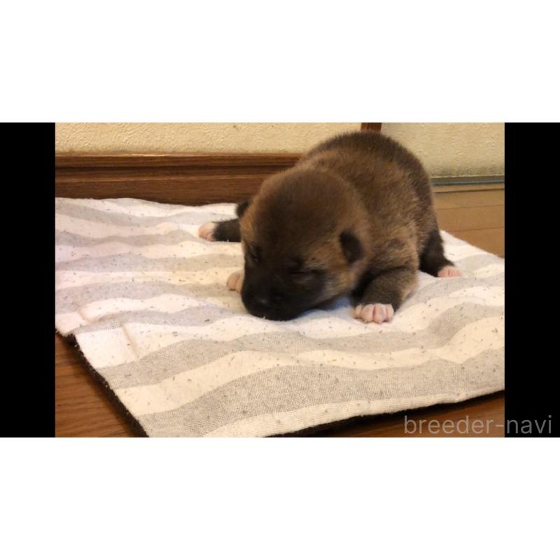販売中の山口県の柴犬-402702の2枚目