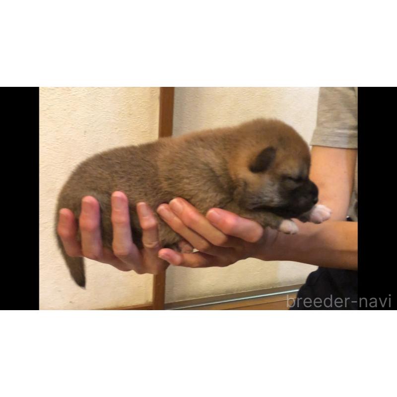 販売中の山口県の柴犬-402703の5枚目