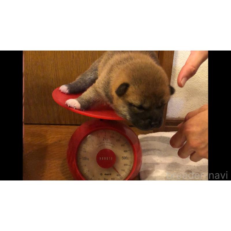 販売中の山口県の柴犬-402703の3枚目