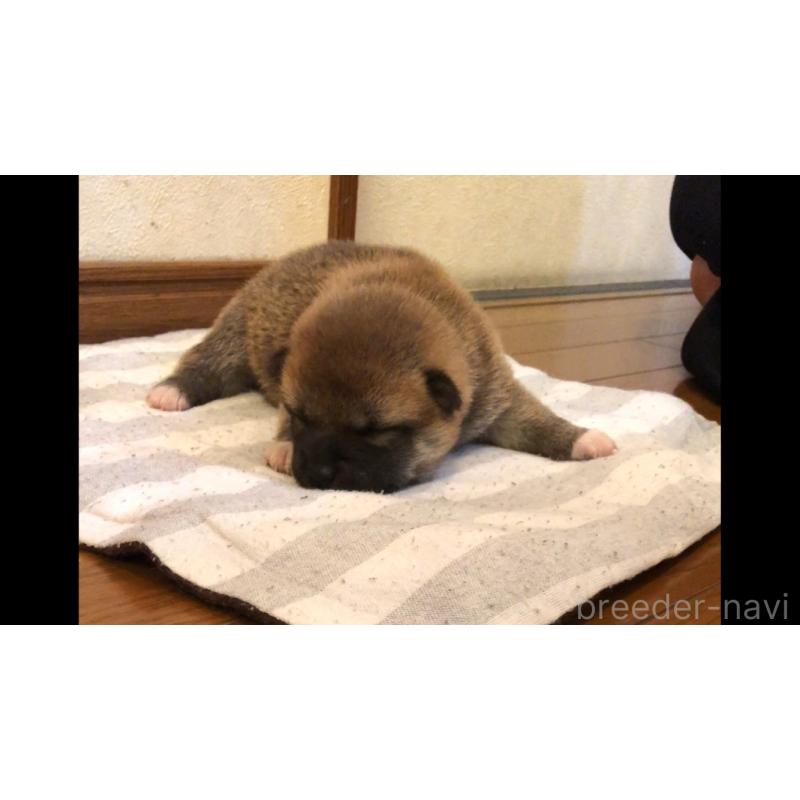 販売中の山口県の柴犬-402703の2枚目