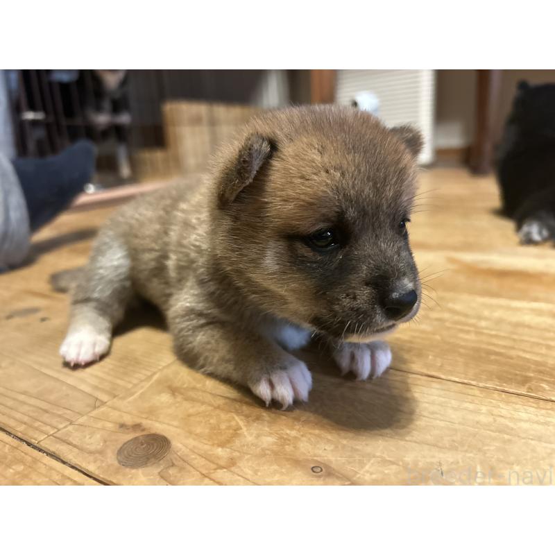 販売中の滋賀県の柴犬-402704の8枚目