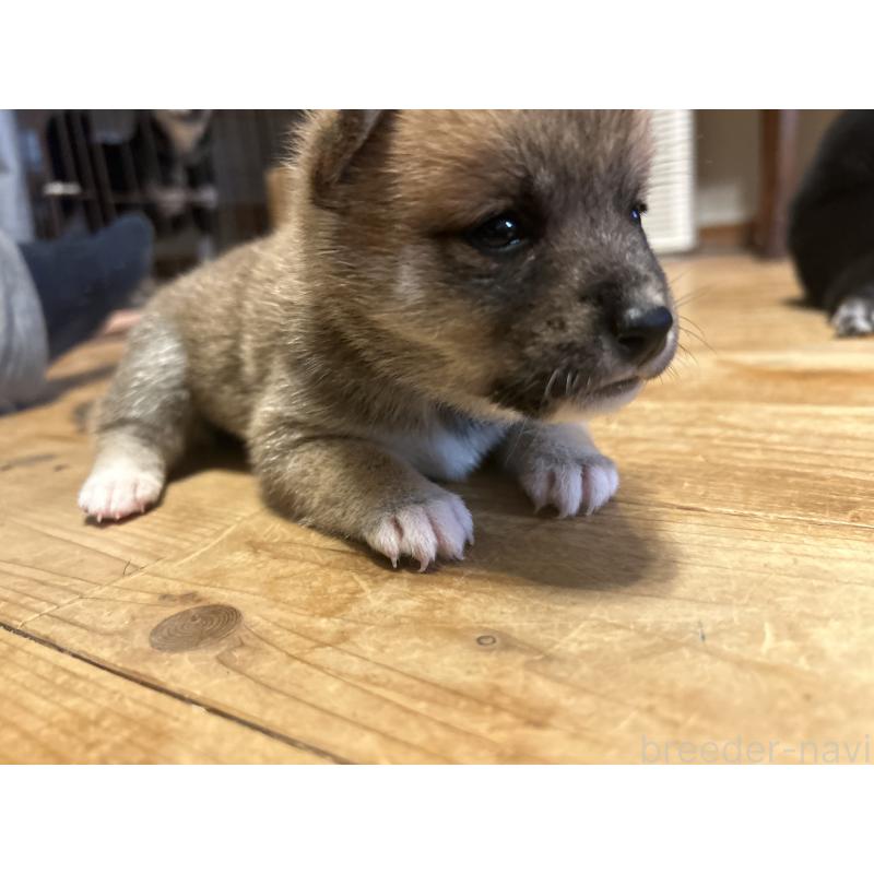販売中の滋賀県の柴犬-402704の7枚目