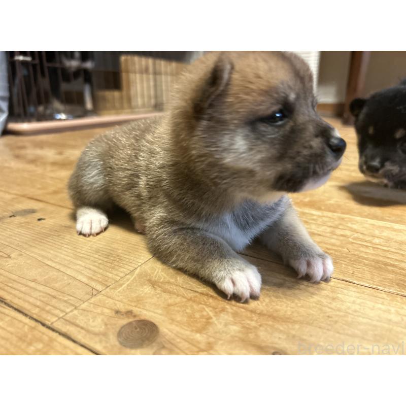 販売中の滋賀県の柴犬-402704の5枚目