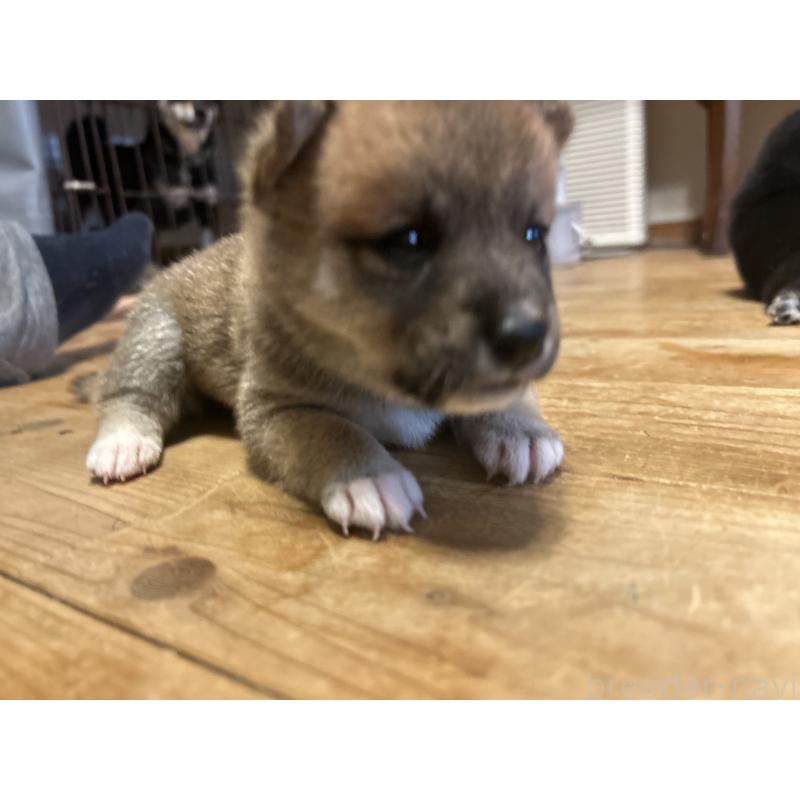 販売中の滋賀県の柴犬-402704の4枚目