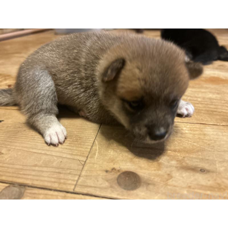 販売中の滋賀県の柴犬-402704の3枚目