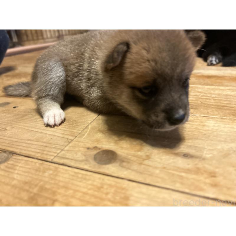 販売中の滋賀県の柴犬-402704の2枚目