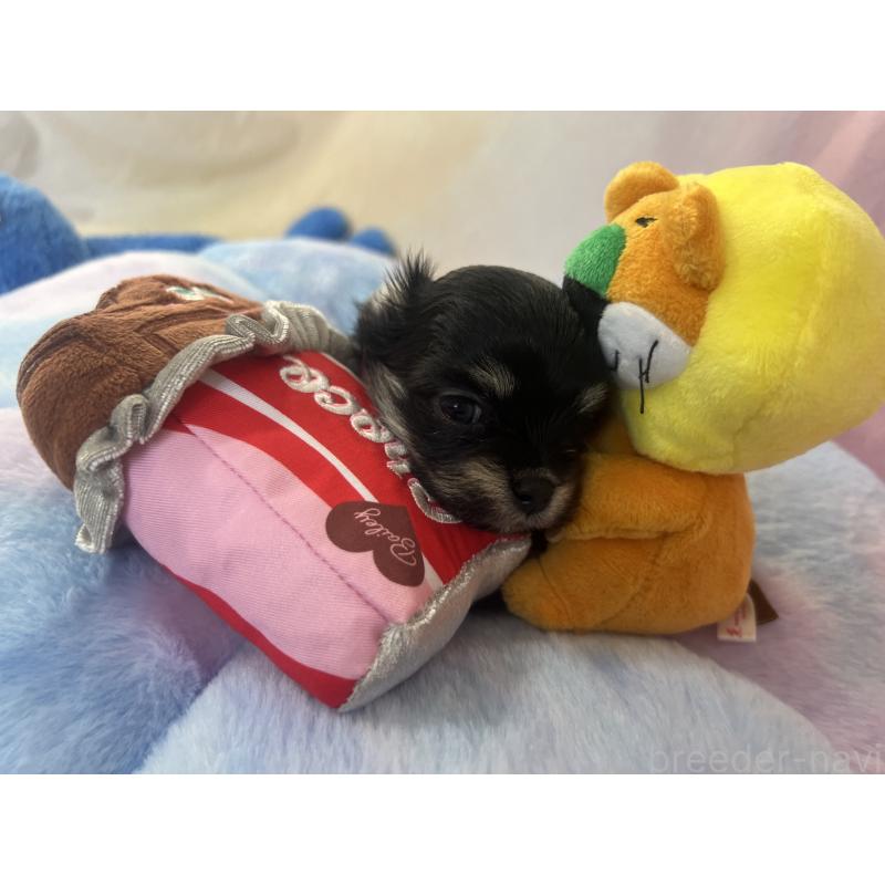 販売中の茨城県のチワマル:チワワ×マルチーズ-402708の3枚目