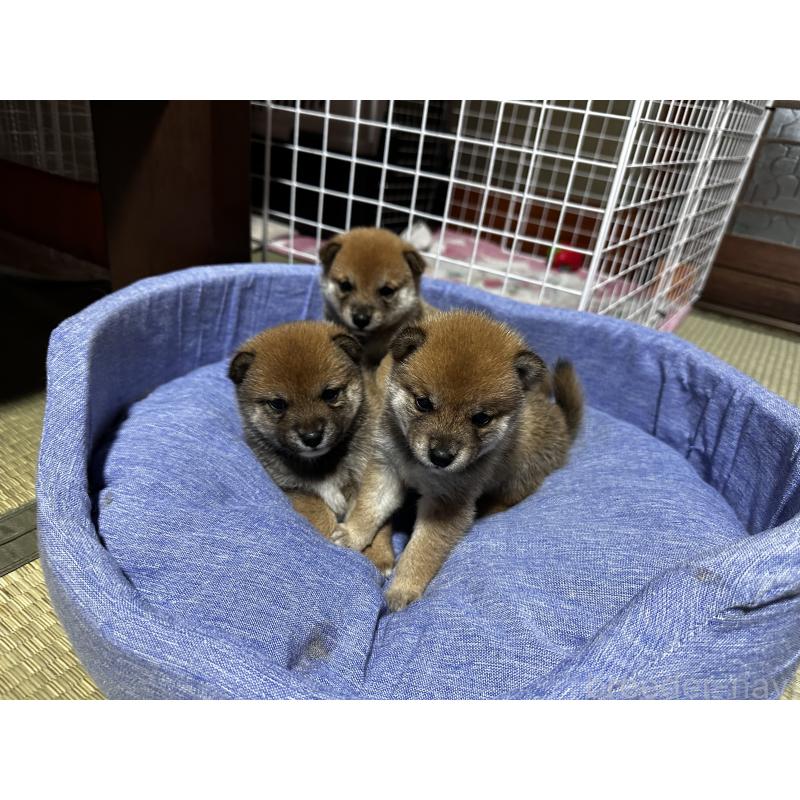 販売中の熊本県の豆柴-394661の4枚目