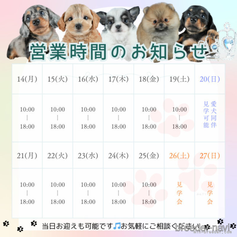 販売中の茨城県のチワワ(ロングコート)-402663の11枚目