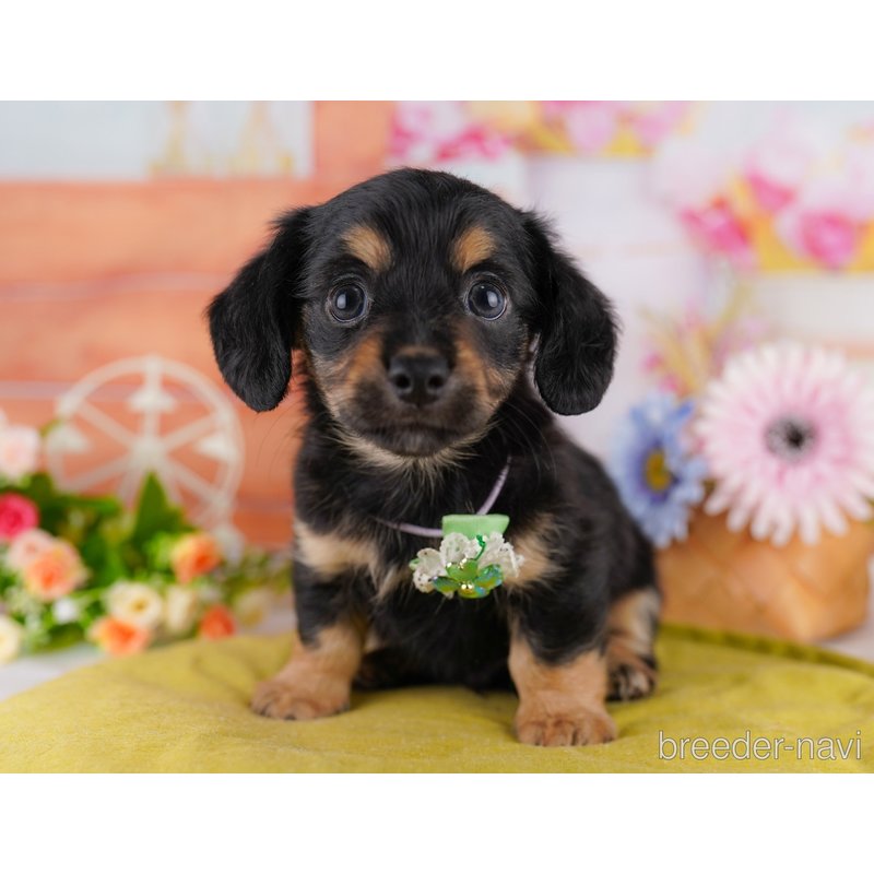 販売中の東京都のミックス犬-402969の6枚目