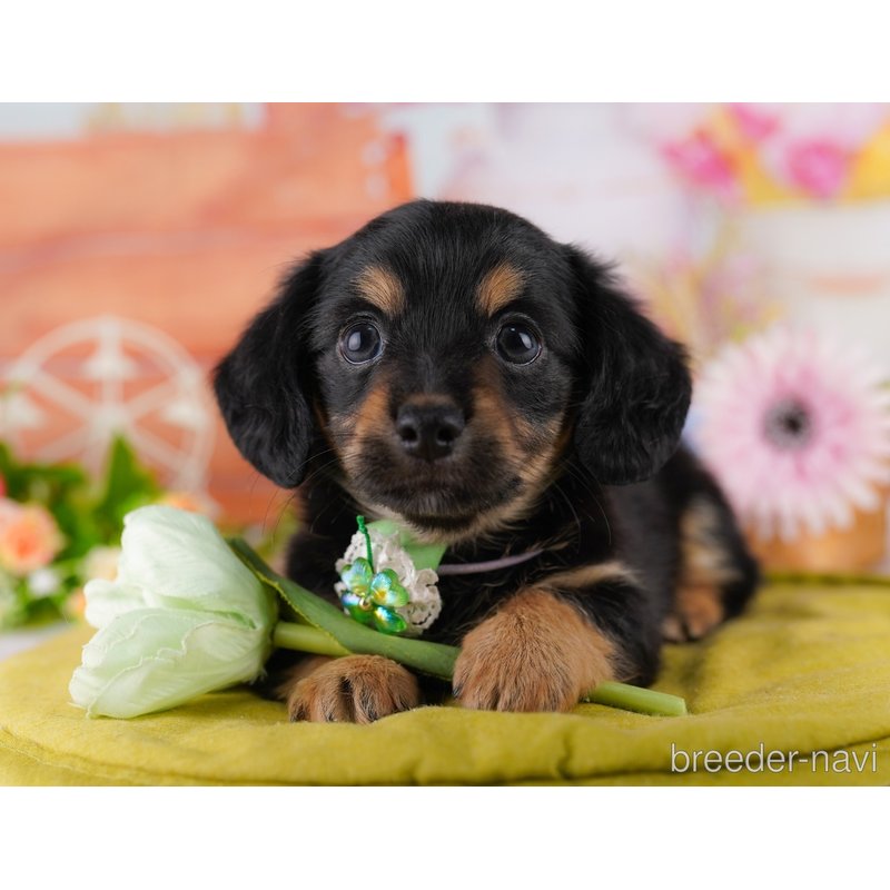 販売中の東京都のミックス犬-402969の7枚目