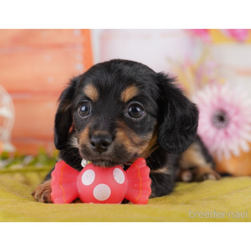 販売中の東京都のミックス犬-402969の8枚目