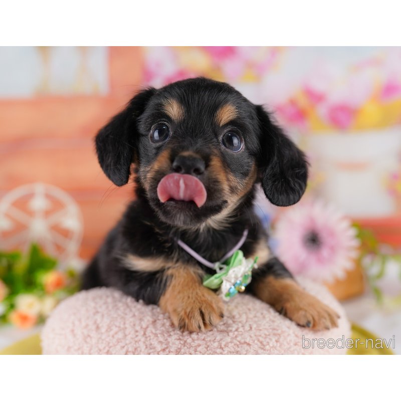 販売中の東京都のミックス犬-402969の3枚目