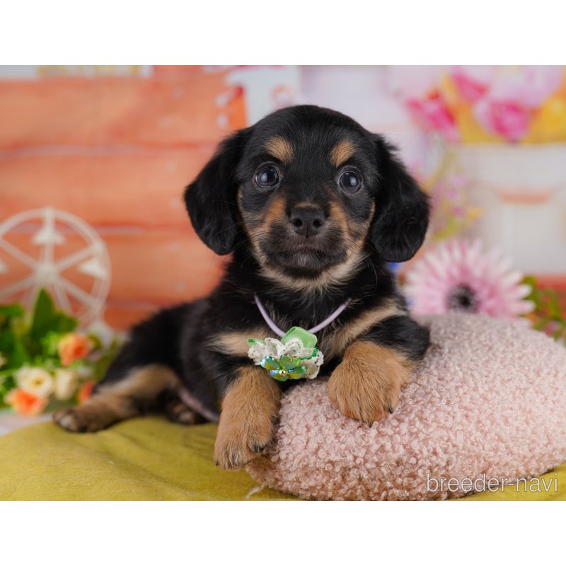 販売中の東京都のミックス犬-402969の4枚目
