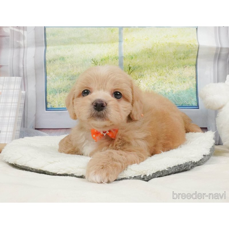 販売中の神奈川県のミックス犬-402783の13枚目