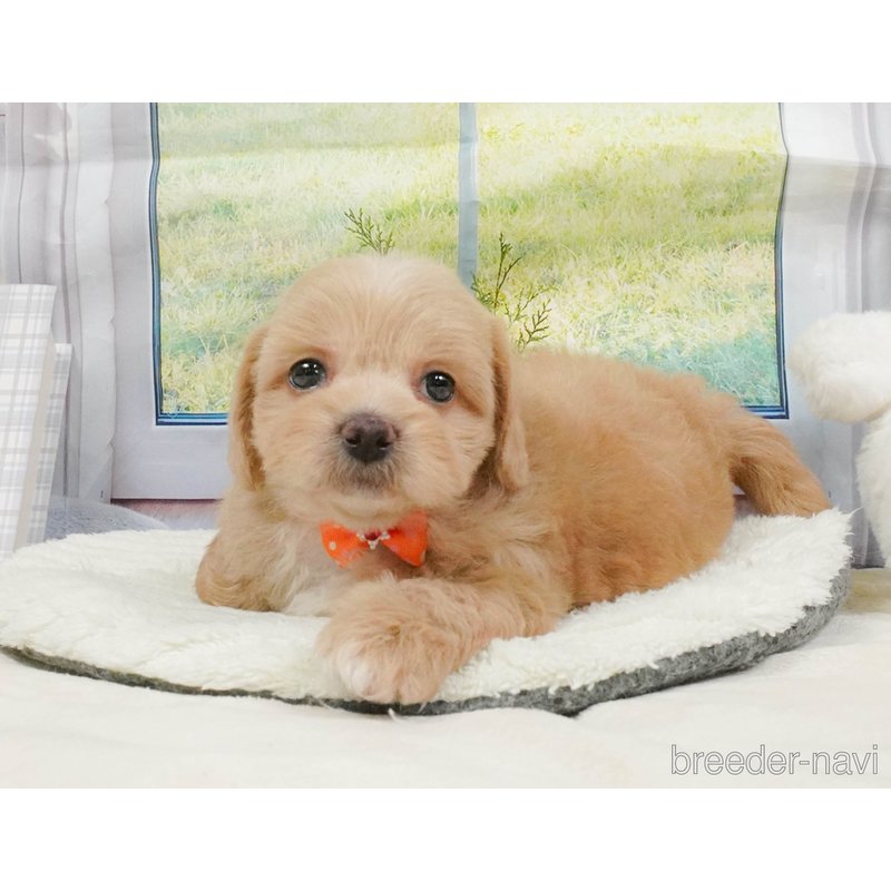 販売中の神奈川県のミックス犬-402783の11枚目