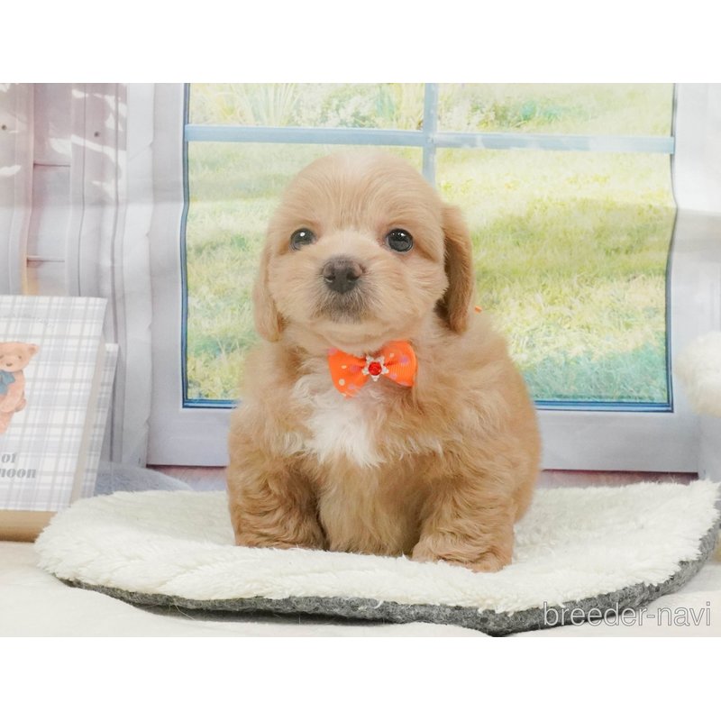 販売中の神奈川県のミックス犬-402783の12枚目
