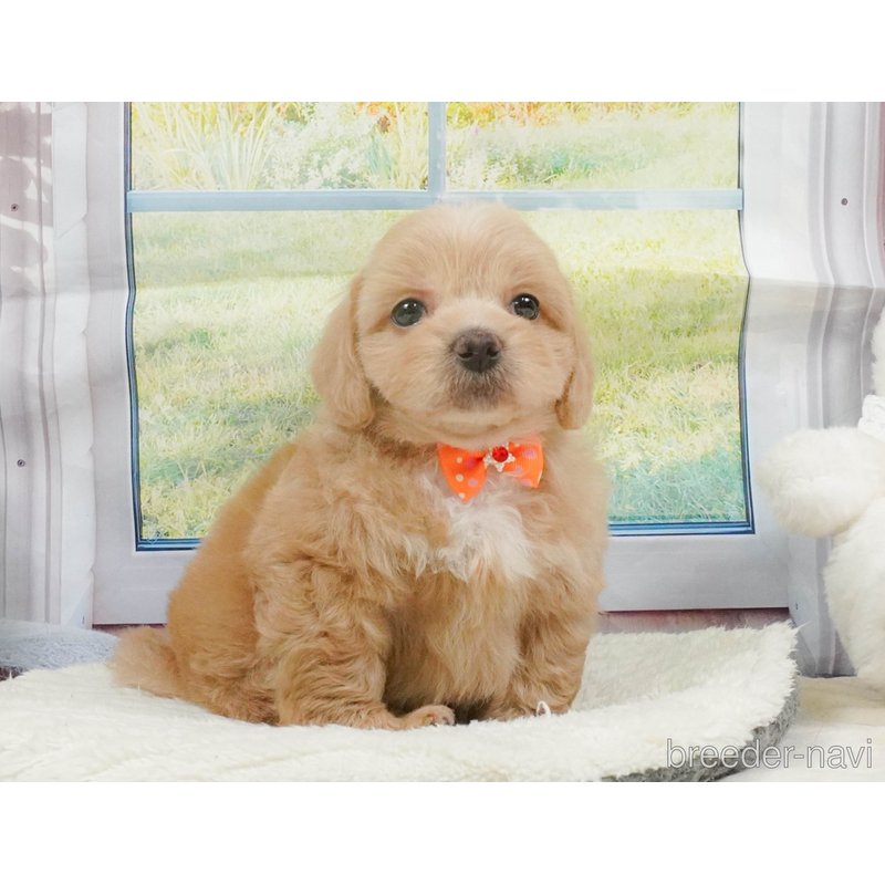 販売中の神奈川県のミックス犬-402783の10枚目