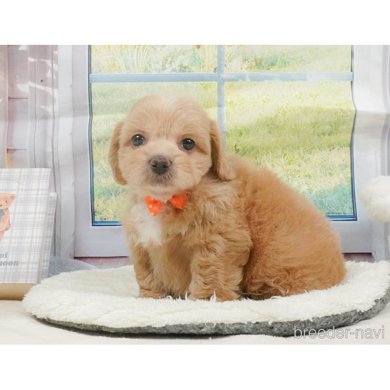 販売中の神奈川県のミックス犬-402783の6枚目