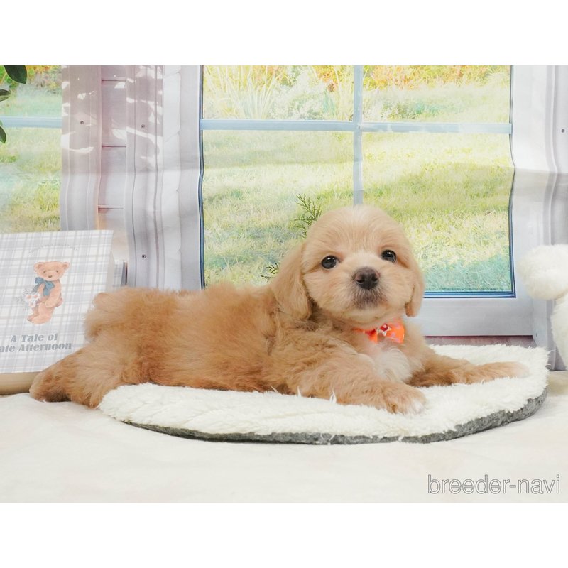 販売中の神奈川県のミックス犬-402783の9枚目