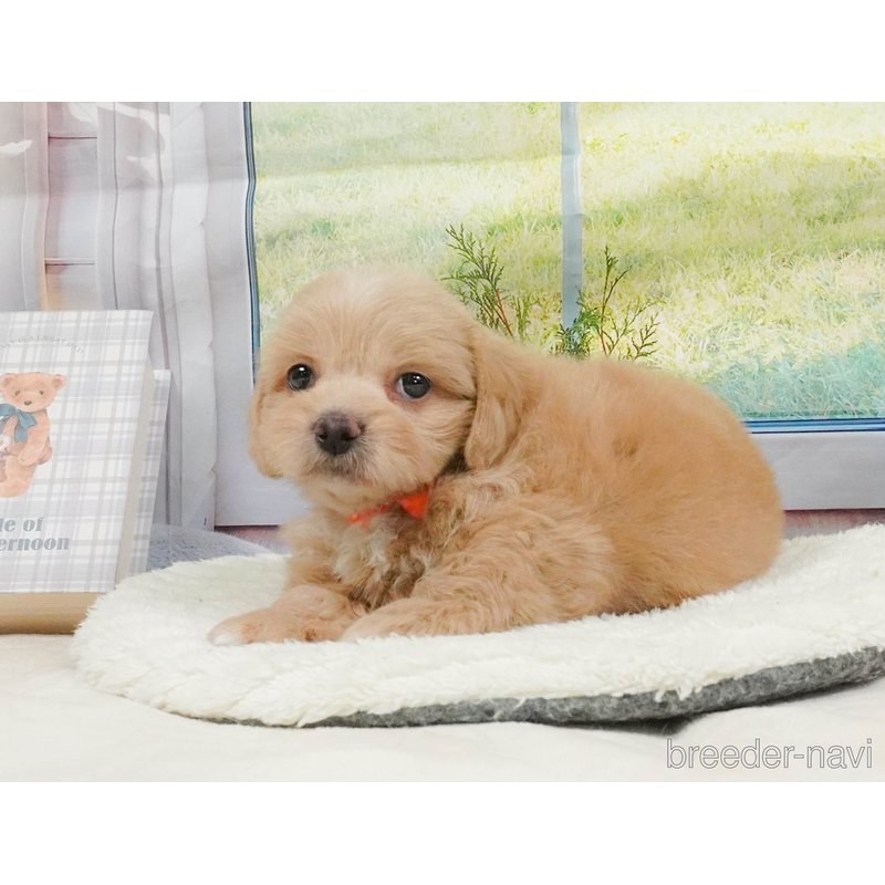 販売中の神奈川県のミックス犬-402783の7枚目